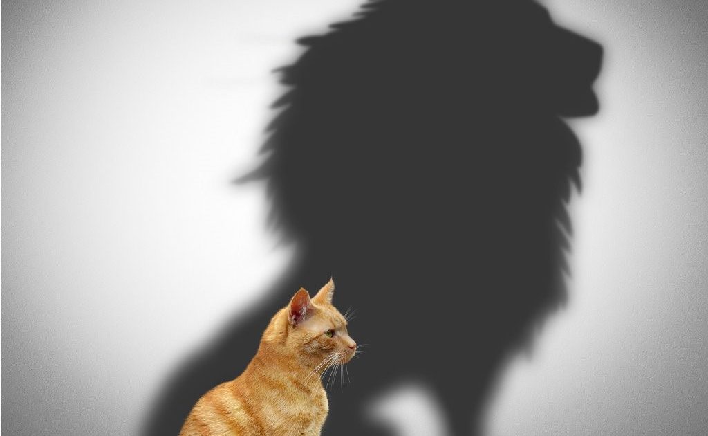 lion